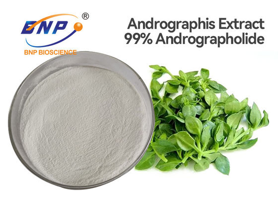 L'antibactérien naturel de 99% Andrographolide complète Andrographis Paniculata Burm F Nees